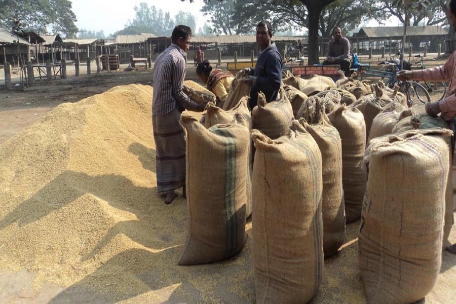 Government starts procuring Aman rice from farmers