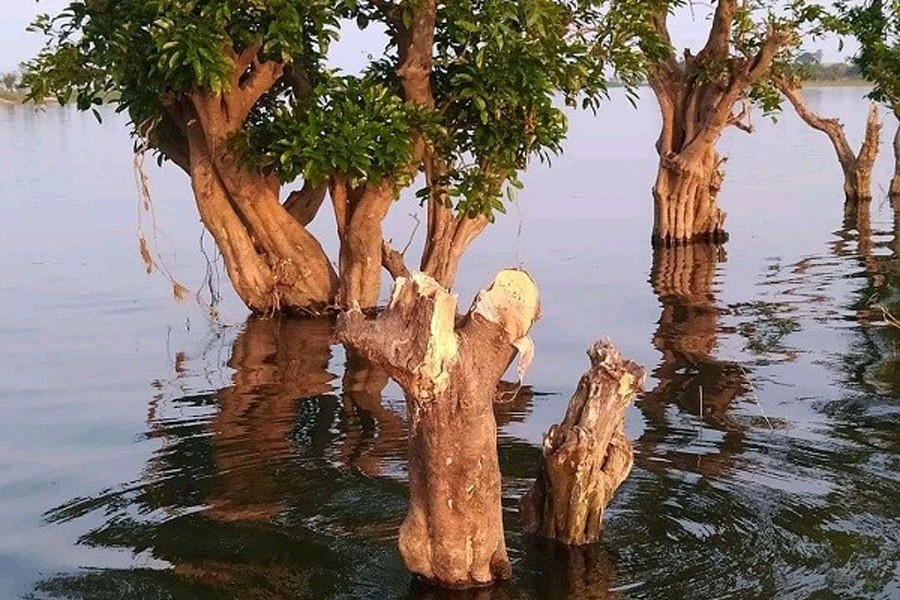 Sites of tree felling in Tanguar haor in Sunamganj — FE Photo