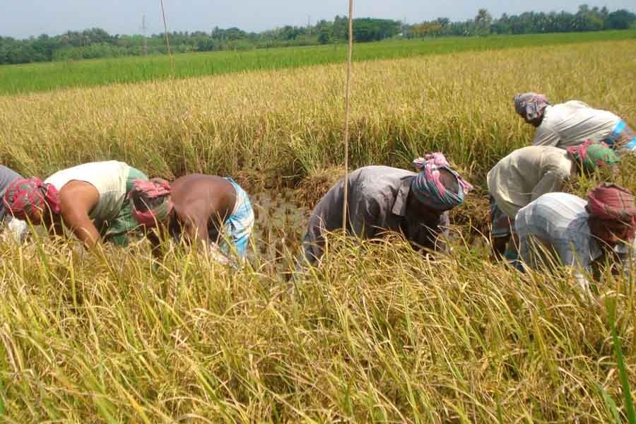 Farmers busy harvesting Aman paddy at Moghi in Magura sadar upazila — FE Photo