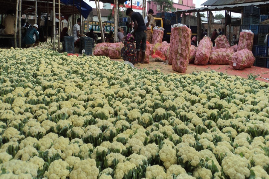 Farmers processing early produced cauliflower at Mohasthan Haat in Shibganj upazila of Bogura district — FE Photo