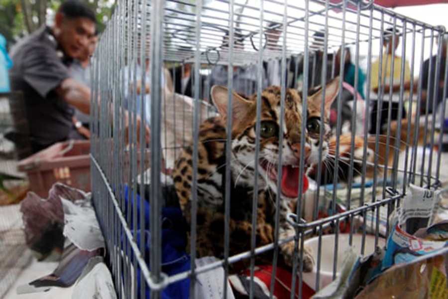 Strategic plan to be formulated to curb illegal wildlife trade 