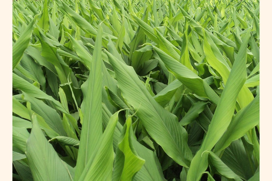 A partial view of a BARI Halud-1field under Shibganj upazila in Bogura district — FE Photo