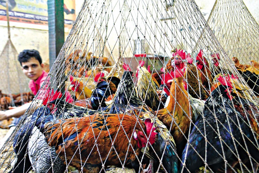 Prices of edible oil, chicken, pulses see fresh hike