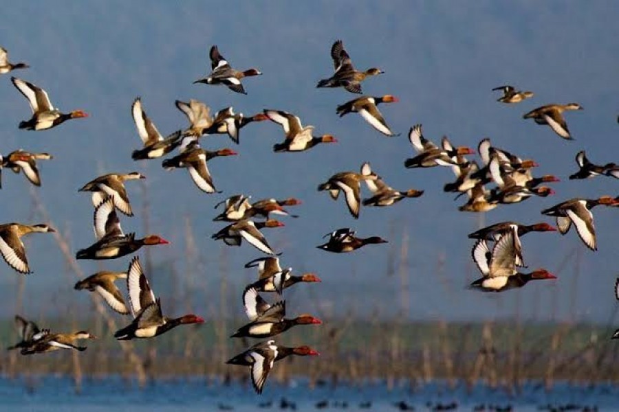 Arrival of migratory birds continues in northern region