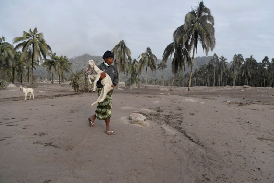 A villager carries his livestock to be evacuated after the eruption of Mount Semeru hit Sumber Wuluh Village, Lumajang, East Java province, Indonesia December 5, 2021, in this photo taken by Antara Foto/Zabur Karuru via REUTERS.