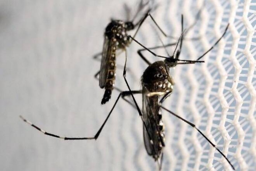 68 more hospitalised with dengue in 24 hours