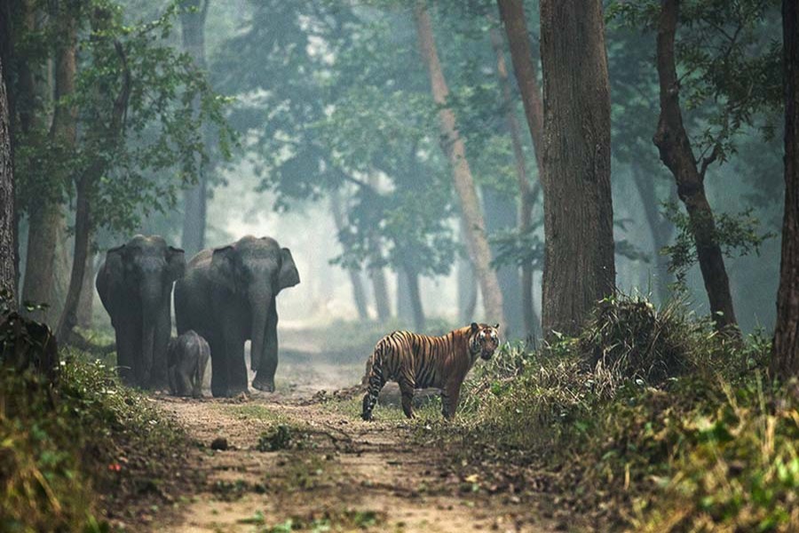 Bangladesh explores tri-nation corridor for elephants, tigers
