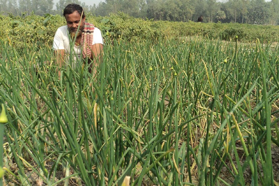 Untimely rain upsets onion growers