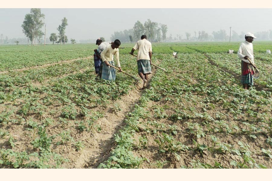 Supply crunch, price hike of non-urea fertilisers hit farmers hard