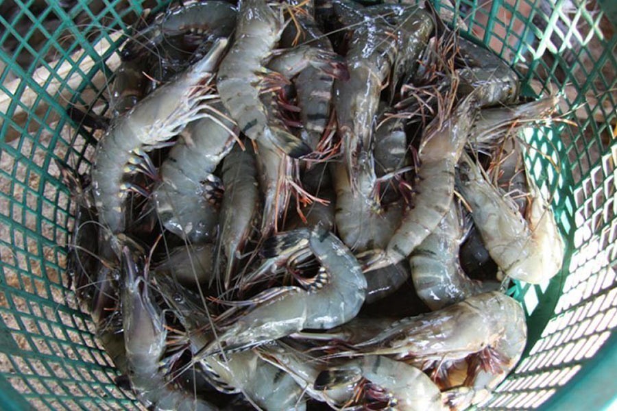 51pc hike in shrimp workers’ wages recommended