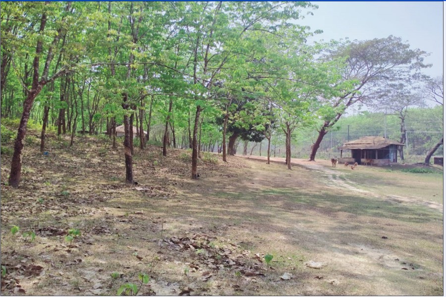 A rubber garden in Ramu upazila of Cox's Bazar district — FE Photo