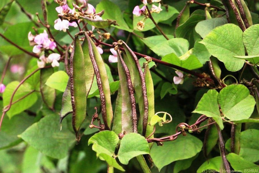 Thrust on boosting output of all-season beans thru hi-tech