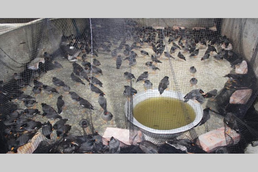 More than 700 birds rescued in Bagerhat