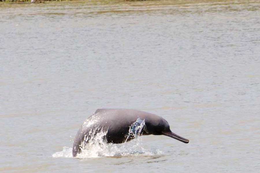 Two dolphins found dead in Turag River
