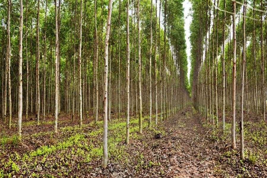 Bangladesh plants 26,453 km strip plantations in 10yrs
