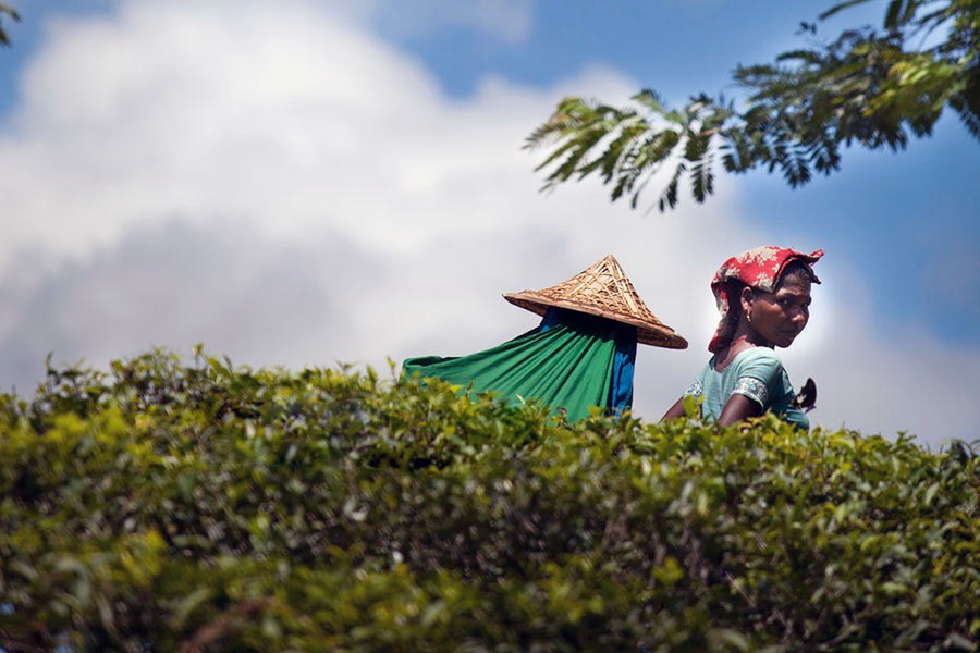 Bangladesh produces record 96.5m kg of tea in 2021