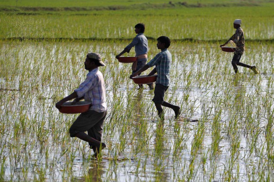 India plans over $40b for food, fertiliser subsidy