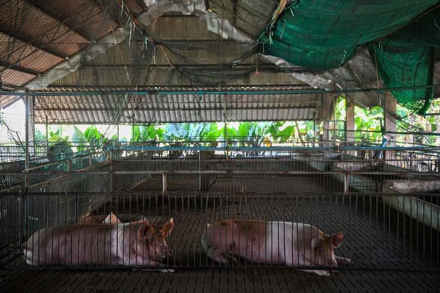 Remaining pigs are pictured inside Jintana Jamjumras's farm in Nakhon Pathom province, Thailand, January 17, 2022 – Reuters/Chalinee Thirasupa