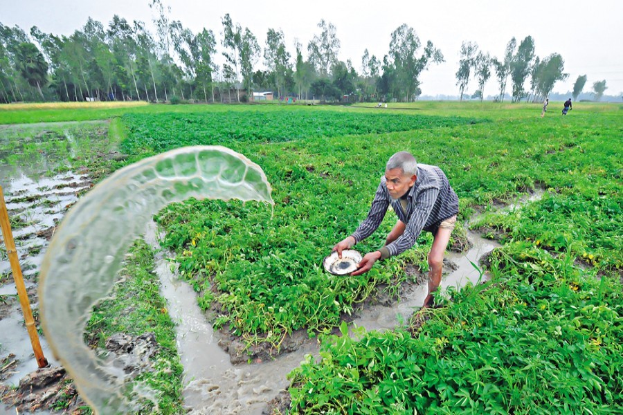 Winter rain causes damage to crops
