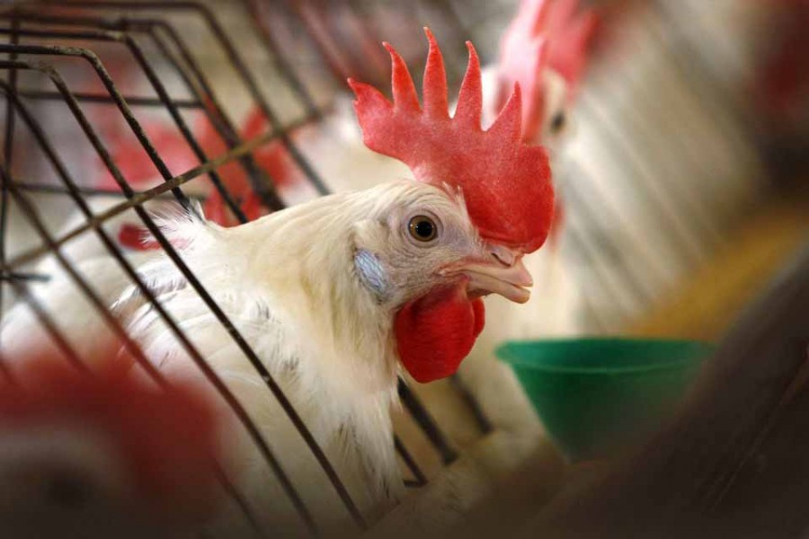 Bird flu spreads across US affecting poultry industry