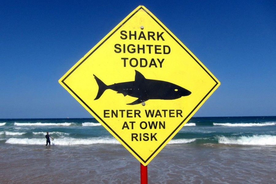 A surfer carries his board into the water next to a sign declaring a shark sighting on Sydney's Manly Beach, Australia, November 24, 2015. REUTERS/David Gray//File Photo