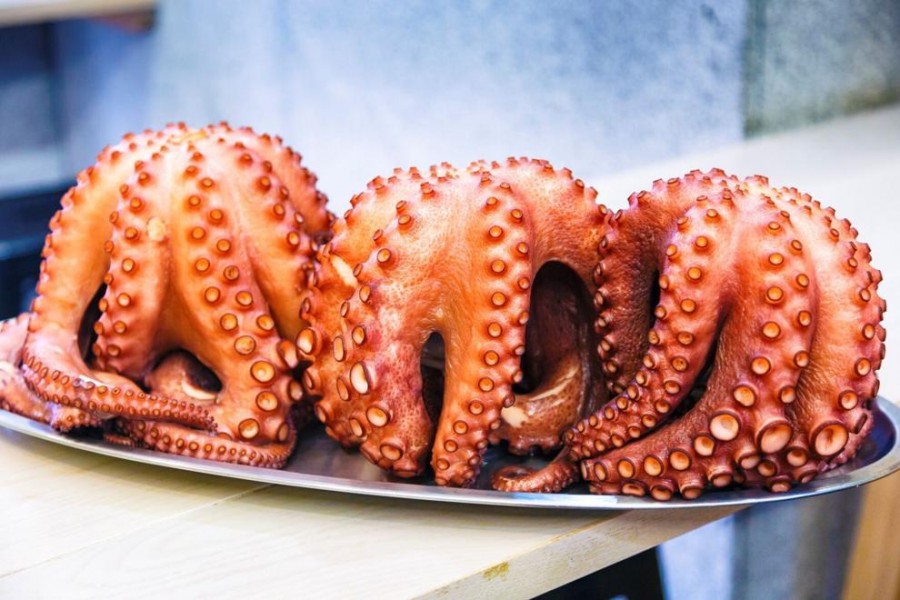 World's first octopus farm stirs ethical debate
