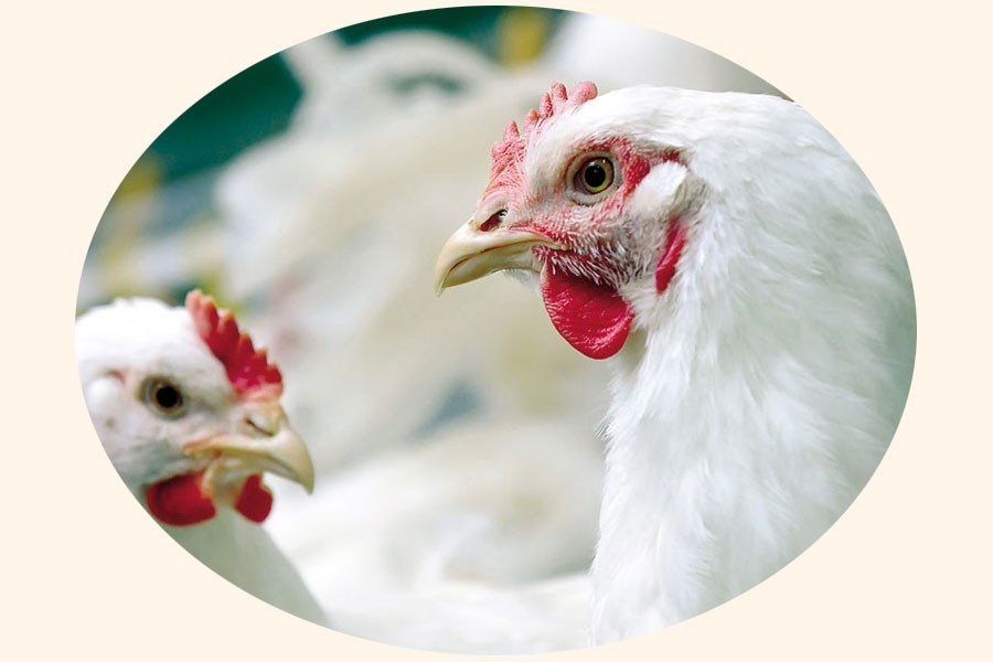 Protecting poultry industry 