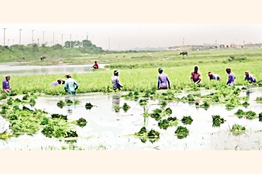 4,000 hectares of Boro crops submerged