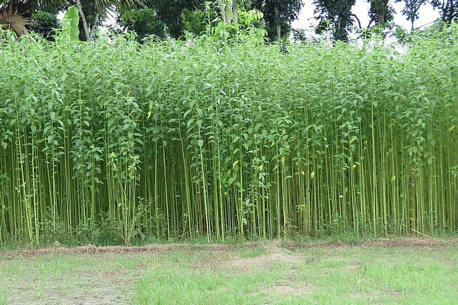 3,810 hectares of land brought under jute cultivation in Narsingdi