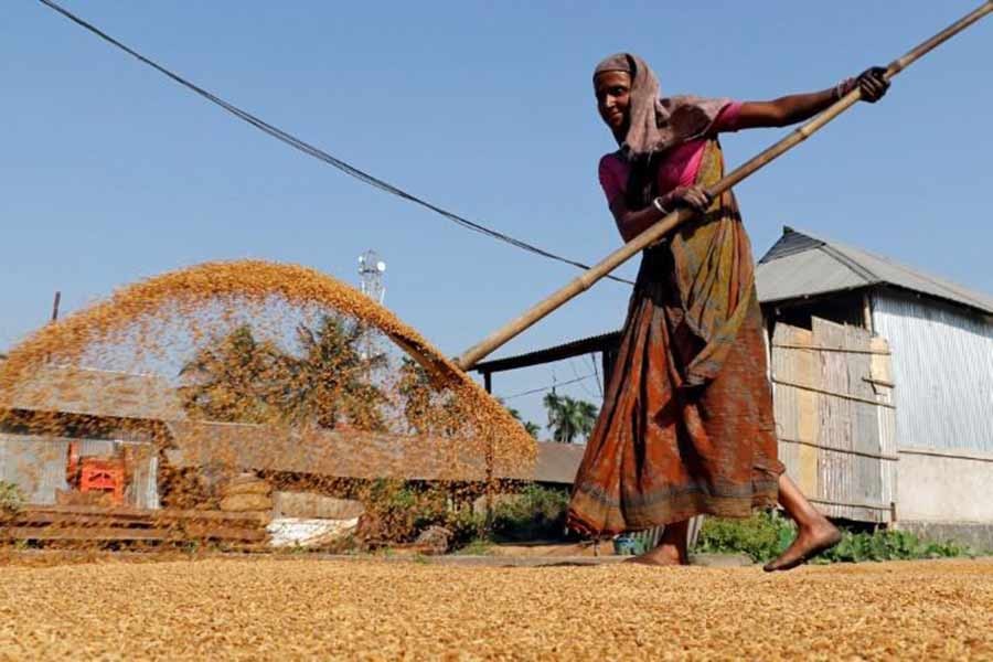 Export prices of India’s rice surge due to increasing demand from Asia, Africa