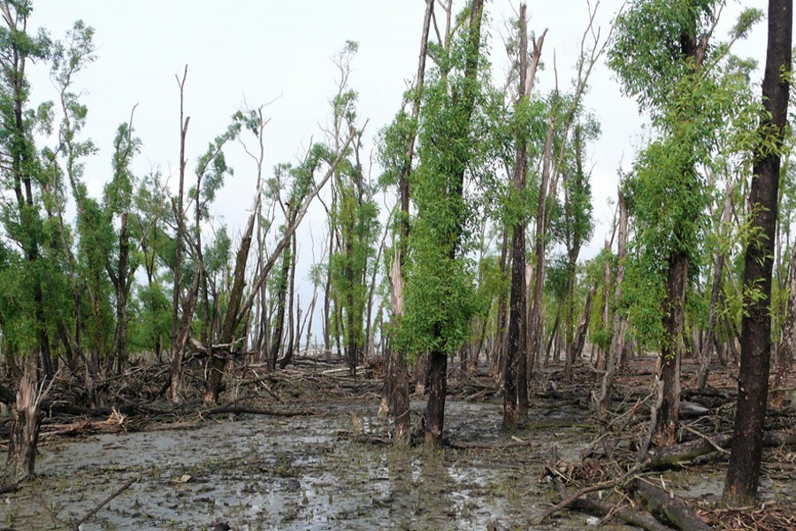 USAID launches $20m project for forests, wetland areas in Bangladesh
