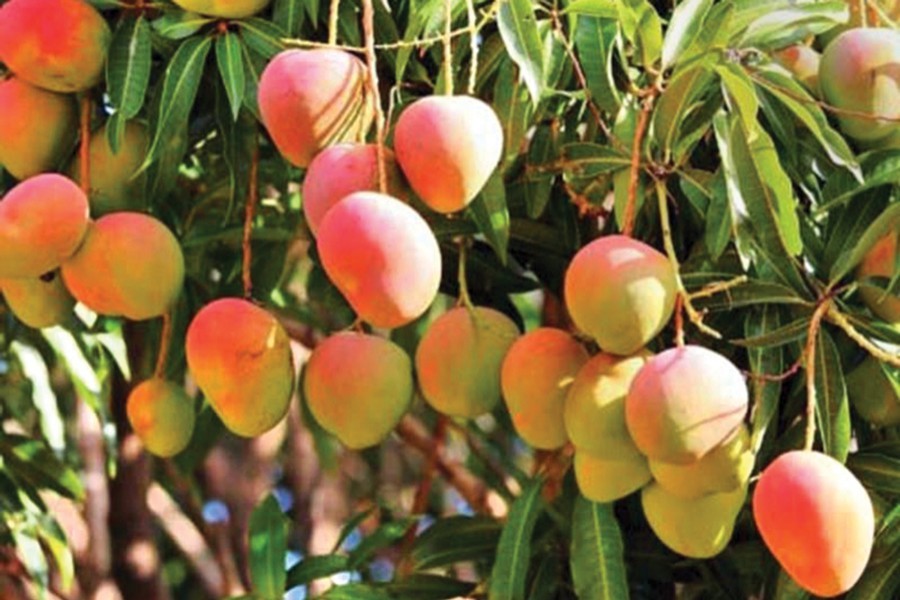 Mango harvesting in Rajshahi to begin Friday