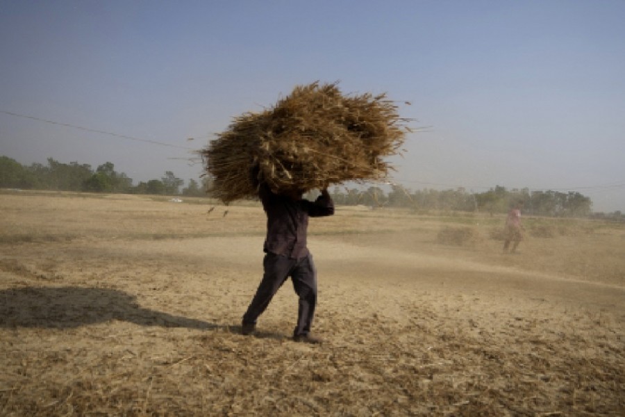 India open to exporting wheat to poorer nations despite ban