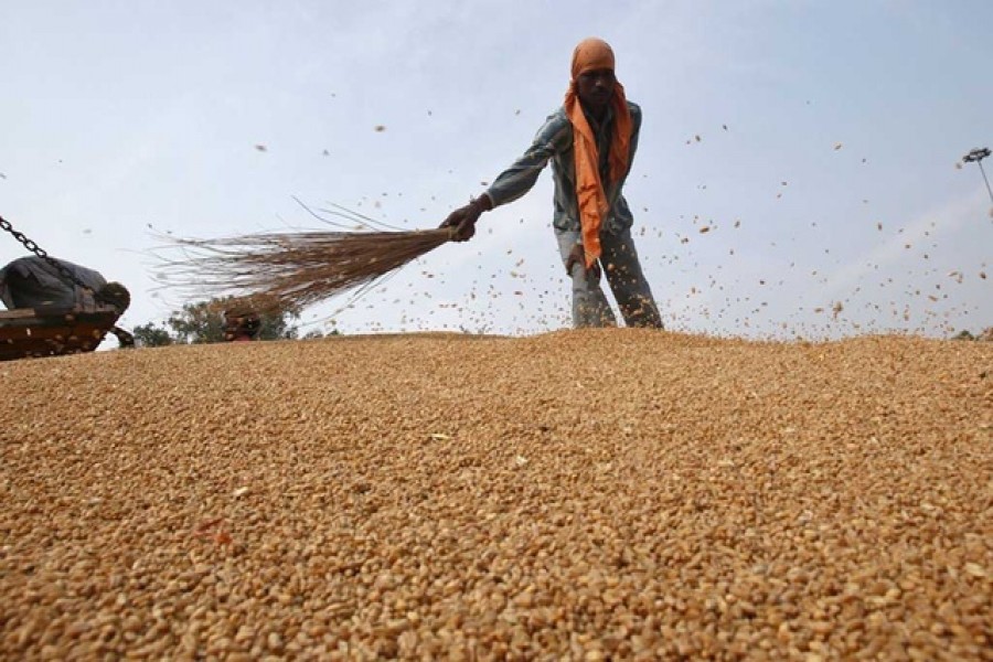 Ukraine war, India ban push wheat prices higher in global markets