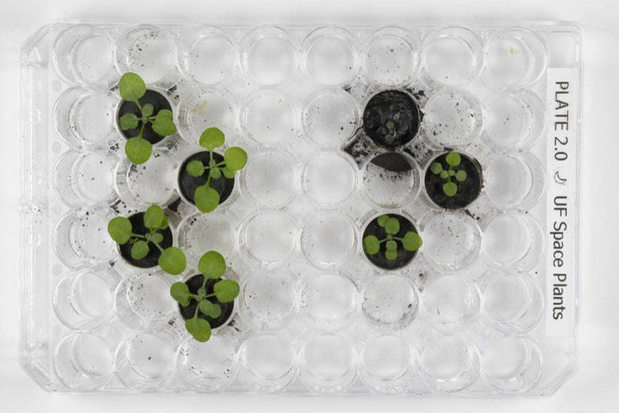 Scientists grow 1st plants in moon soil