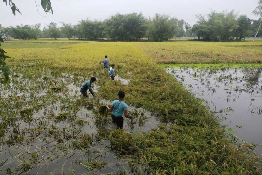 Farmers busy harvesting Boro paddy on a waterlogged field in Bonchuki village under Aditmari upazila of Lalmonirhat district — FE Photo