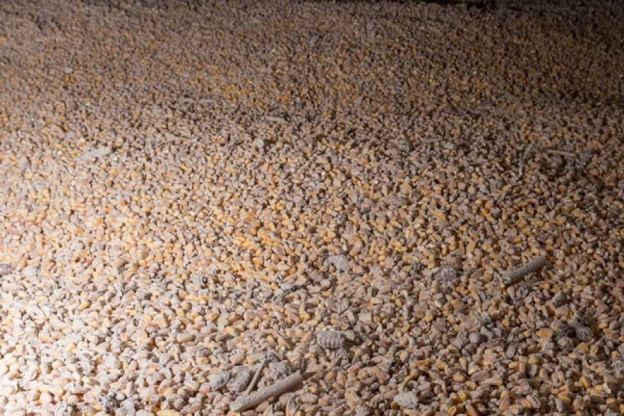 Ukrainian corn is pictured inside a silo at the Romanian Black Sea port of Constanta, Romania, Apr 28, 2022. Inquam Photos/Daniel Stoenciu/REUTERS