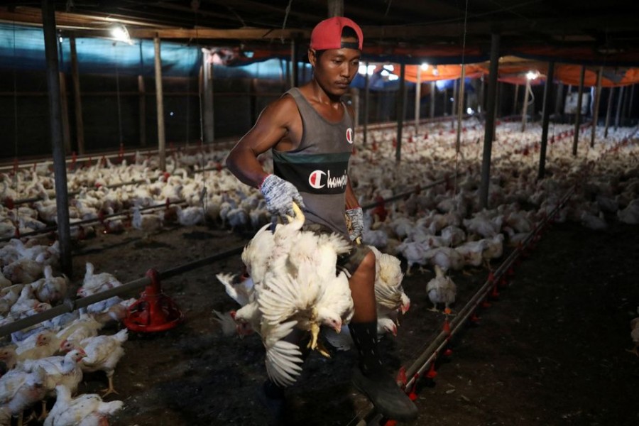 A worker carries chickens at a poultry farm in Sepang, Selangor, May 27, 2022. REUTERS/Hasnoor Hussain