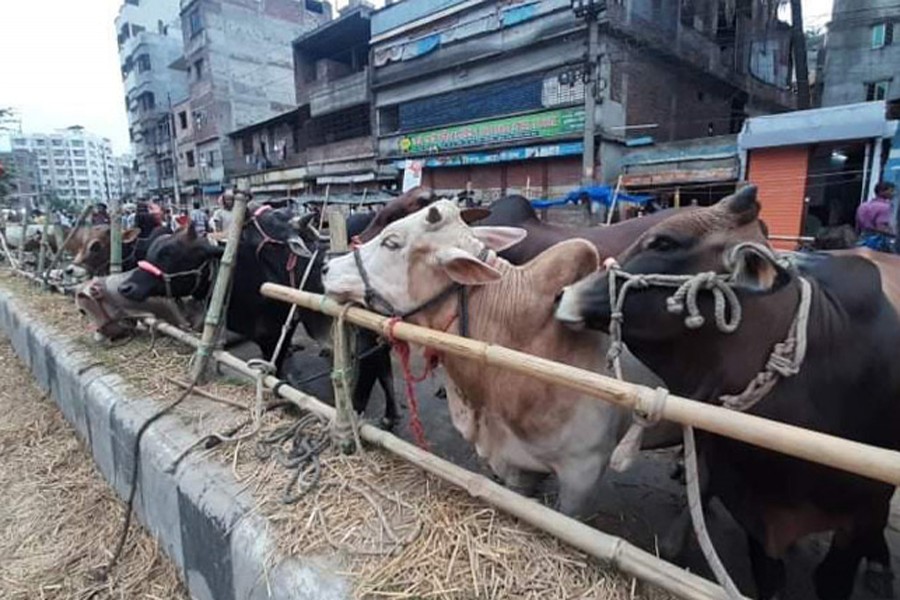 Govt plans to bar Eid cattle markets along highways