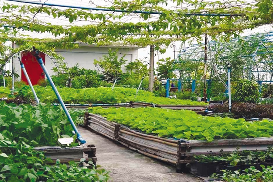 In love with  rooftop gardens