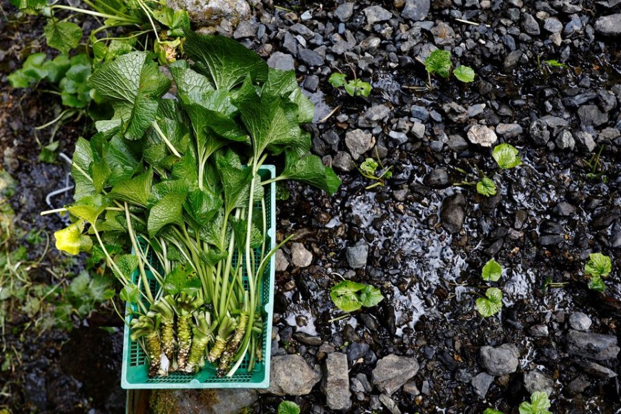 Newly harvested wasabi roots are kept in a basket in a field on Masahiro Hoshina's farm in Okutama Town, Tokyo, Japan, May 30, 2022. REUTERS/Kim Kyung-Hoon