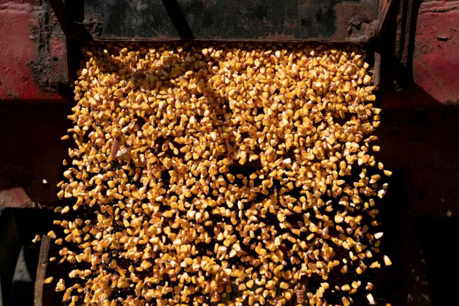 A load of corn is poured from a truck into a grain silo on a family farm in Ravenna, Ohio, US on October 11, 2021 — Reuters/Files