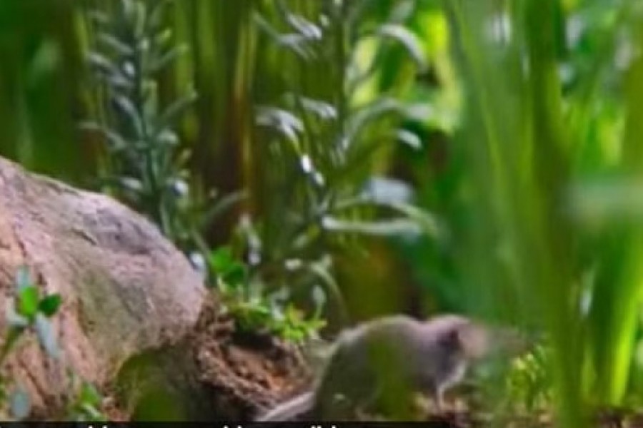 চীনে নতুন এক ভাইরাসে আক্রান্ত ৩৫