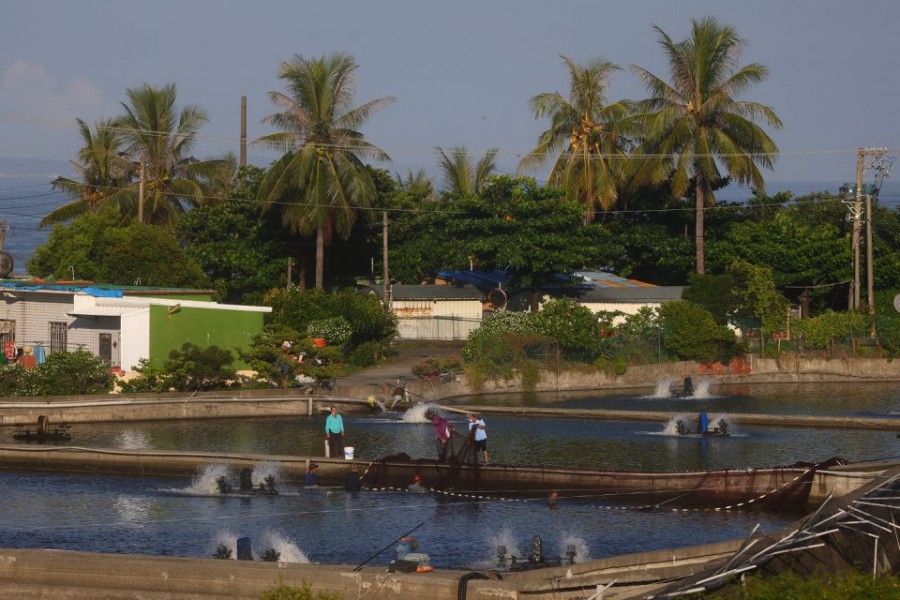 Fishermen work at their grouper fish farms in Pingtung, Taiwan, August 10, 2022. REUTERS/Ann Wang