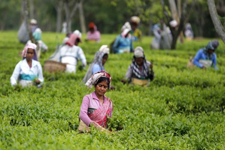 Tea plantation workers launch indefinite strike for Tk 300 daily wage