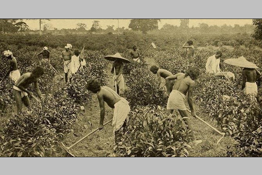 অমানুষিক পরিশ্রমে লিপ্ত চা শ্রমিকেরা। ছবি: উইকিমিডিয়াকমনস