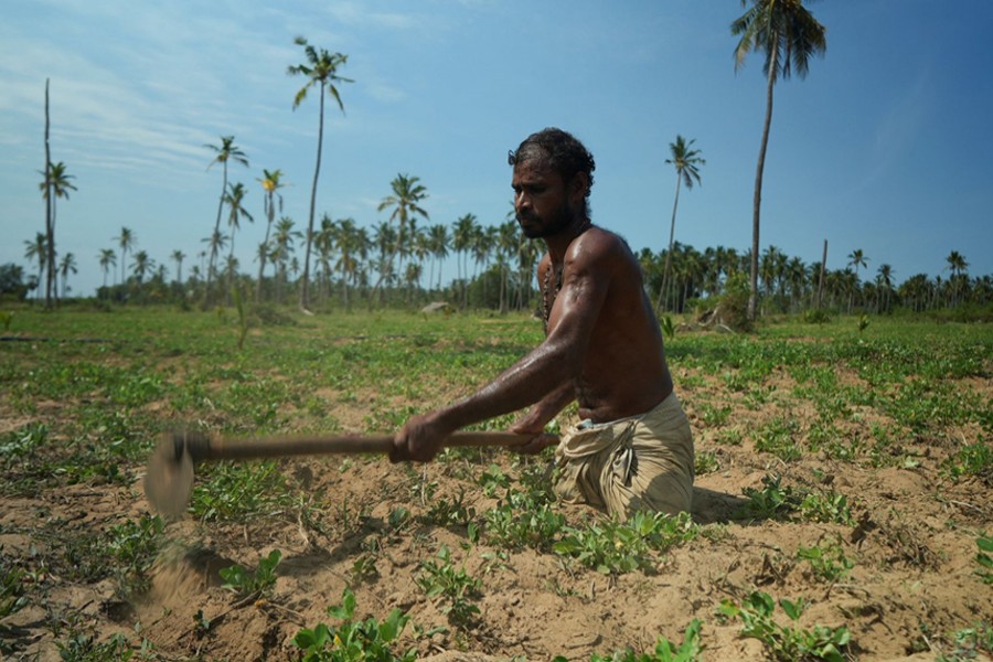 Singaram Soosaiyamutthu, a 44-year-old labourer who lost both his legs during Sri Lanka’s civil war, digs a spade into farmland he’s rented to plant peanuts in Mullaitivu, Northern Province, Sri Lanka, on August 13, 2022 — Reuters/Files