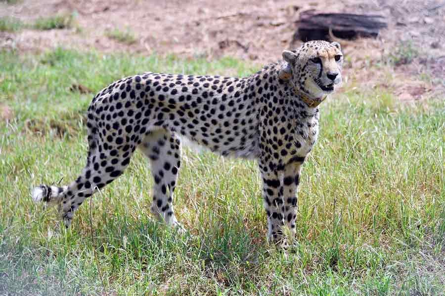 Cheetahs return to India after 70-year absence