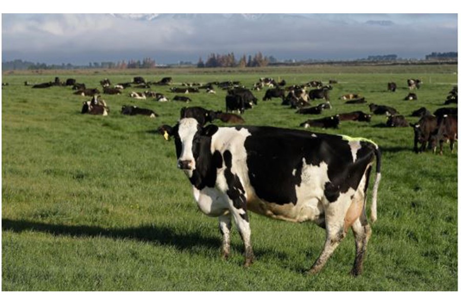 New Zealand’s dairy industry is its biggest export earner [File: Mark Baker/AP Photo]