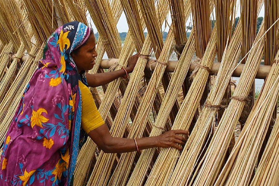 Jute sticks a new cash crop for Faridpur farmers